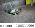 tabyy cat playing the cat toy on the street 100311566