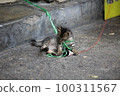 tabyy cat playing the cat toy on the street 100311567