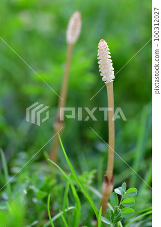 Tsukushi Kamakura Central Park Tsukushi Kamakura Central Park 100312027