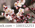 Apricot blossoms in Uratakao beginning to bloom in the warm sunshine of early spring 100312253