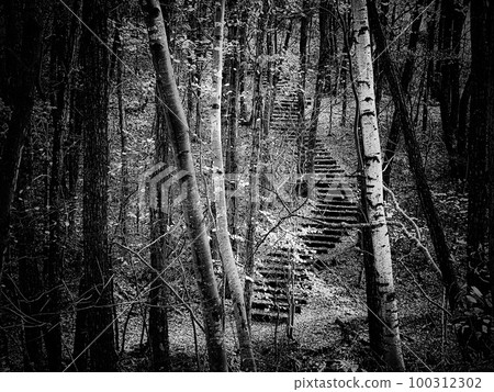 Walking path in the forest Walking path in the forest 100312302