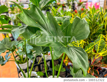 Large green leaves - philodendron Large green leaves - philodendron 100312322