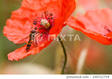 The hoverfly in a bloom of poppy flower The hoverfly in a bloom of poppy flower 100312754