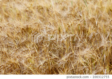 Ripe ears of barley in the field 100312755