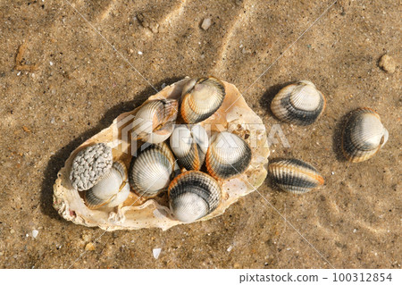 Common cockles, edible saltwater clams, underwater on seabed Common cockles, edible saltwater clams, underwater on seabed 100312854