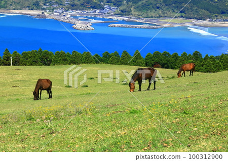 [Miyazaki Prefecture] Cape Toi in fine weather (Misaki horse pasture) 100312900