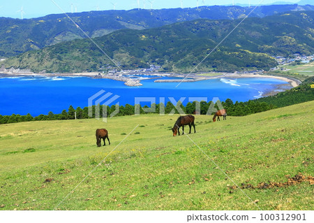 [Miyazaki Prefecture] Cape Toi in fine weather (Misaki horse pasture) 100312901