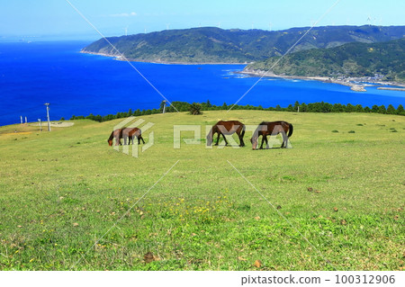 [Miyazaki Prefecture] Cape Toi in fine weather (Misaki horse pasture) 100312906