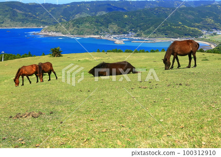 [宮崎縣]好天氣的都井岬（三崎馬牧場） 100312910