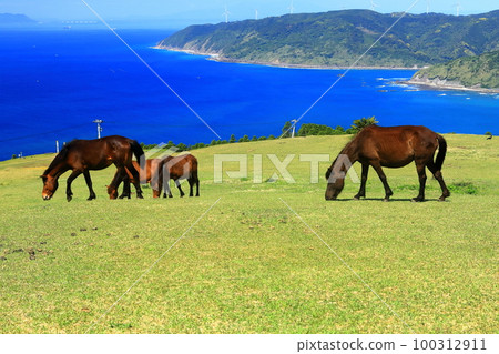 [Miyazaki Prefecture] Cape Toi in fine weather (Misaki horse pasture) 100312911