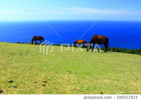 [Miyazaki Prefecture] Cape Toi in fine weather (Misaki horse pasture) 100312923