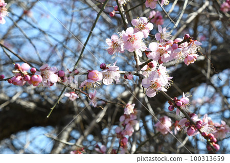 叼著梅花 100313659