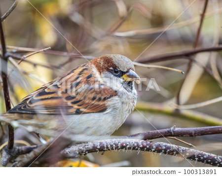 Sparrow sits on a branch without leaves. 100313891