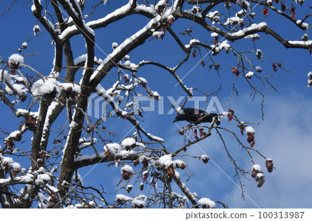 Crow on tree branch Crow on tree branch 100313987