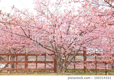 Kawazu Sakura (Kamitski) Kawazu Sakura (Kamitski) 100314101