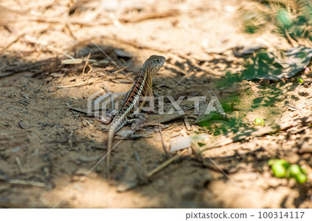 Chalarodon madagascariensis, Kirindy Forest. Madagascar wildlife Chalarodon madagascariensis, Kirindy Forest. Madagascar wildlife 100314117