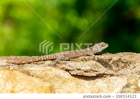 Cuvier's Madagascar Swift (Oplurus cuvieri), Miandrivazo, Menabe Madagascar wildlife 100314121