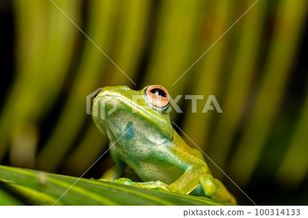 Boophis sibilans, frog from Ranomafana National Park, Madagascar wildlife 100314133