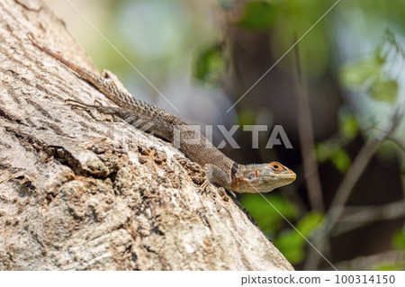 Cuvier's Madagascar Swift (Oplurus cuvieri), Tsingy de Bemaraha. Madagascar wildlife 100314150