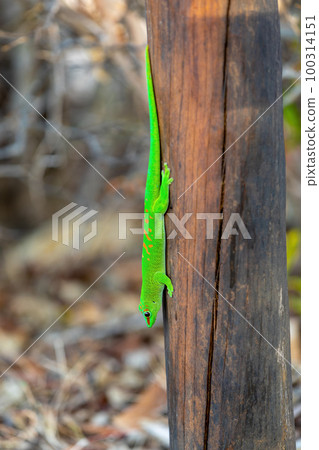 Phelsuma grandis, day gecko, Antsiranana, Madagascar wildlife 100314151