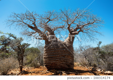Grandmother Fony baobab, Adansonia rubrostipa, Tsimanampetsotsa national park. Madagascar 100314174