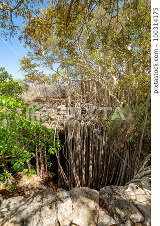 Massive banyan fig at sinkhole,Tsimanampetsotsa national park. Madagascar Massive banyan fig at sinkhole,Tsimanampetsotsa national park. Madagascar 100314175