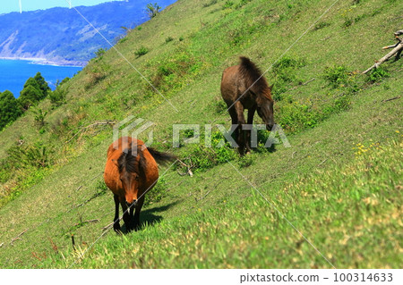 [Miyazaki Prefecture] Cape Toi in fine weather (Misaki horse pasture) 100314633