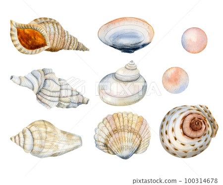 Watercolor nautical set of underwater tropical seashells and pearls. Hand drawn illustrations isolated on white 100314678