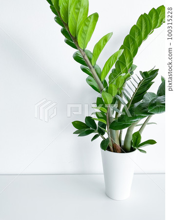 Zamioculcas Zamiifolia in a white pot isolated Zamioculcas Zamiifolia in a white pot isolated 100315228