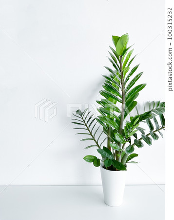 Zamioculcas Zamiifolia in a white pot isolated Zamioculcas Zamiifolia in a white pot isolated 100315232