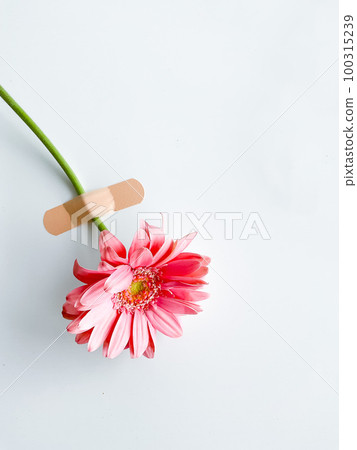 Pink gerbera with patch and empty space for text Pink gerbera with patch and empty space for text 100315239