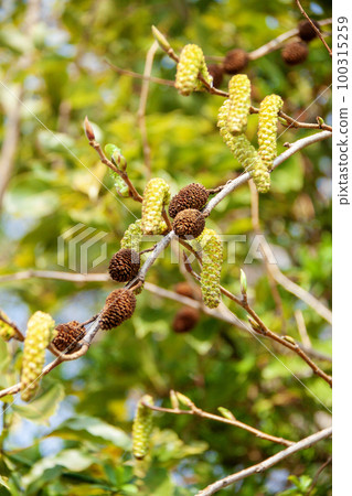 Oobayashibushi flower and fruit (early spring) 100315259