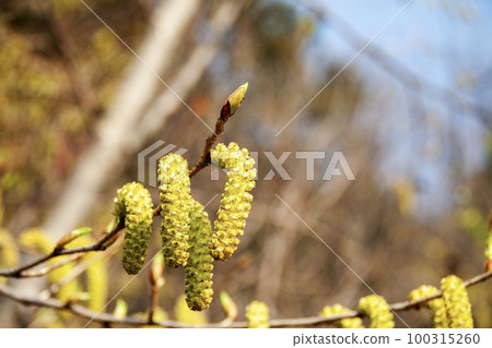 Oobayashabushi flower (early spring) 100315260