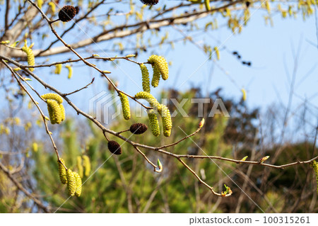 Oobayashibushi flower and fruit (early spring) 100315261