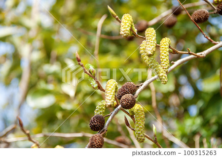 Oobayashibushi flower and fruit (early spring) 100315263
