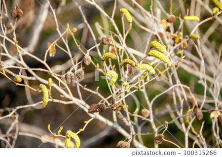 Oobayashibushi flower and fruit (early spring) 100315266