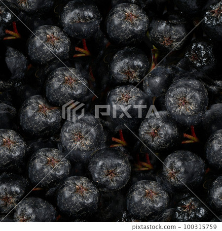 Seamless texture or wallpaper, Background with ripe berries of Aronia Melanocarpa (Black Chokeberry) Seamless texture or wallpaper, Background with ripe berries of Aronia Melanocarpa (Black Chokeberry) 100315759