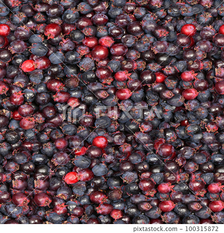 Seamless texture or wallpaper, Berries of amelanchier or chuckley pear. 100315872