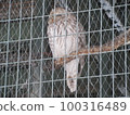 Ezo Owl 100316489