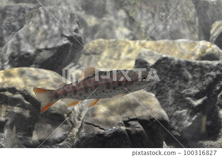 fish  100316827