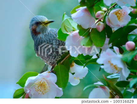 A brown-eared bulbul came to suck nectar from camellia flowers. 100316829