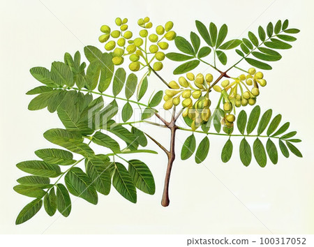 Moringa Oleifera, Moringa Drumstick Tree, Horseradish, Ben Oil, Benzolive Tree Abstract Generative AI Illustration 100317052