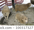 sheep  100317327