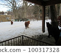 Pony 100317328