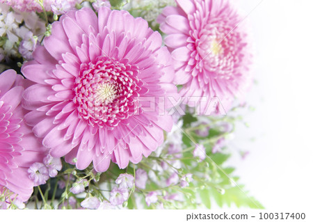 粉色花束非洲菊 100317400