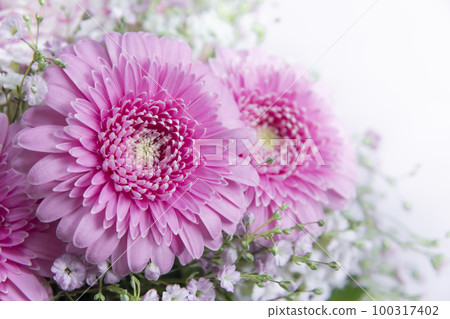 粉色花束非洲菊 100317402
