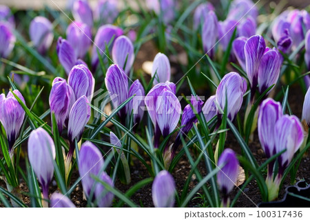 從地面冒出來的番紅花花 100317436