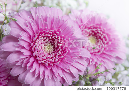 粉色花束非洲菊 100317776
