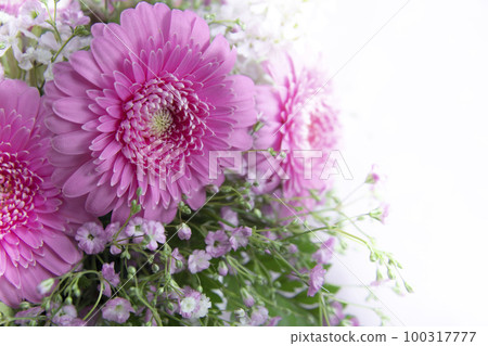 粉色花束非洲菊 粉色花束非洲菊 100317777