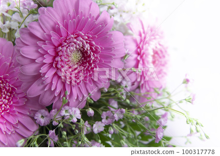 粉色花束非洲菊 粉色花束非洲菊 100317778